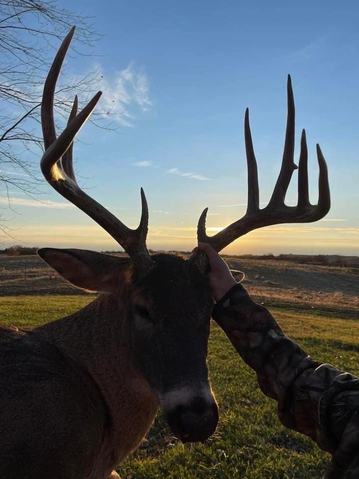 Missouri whitetail at sunset