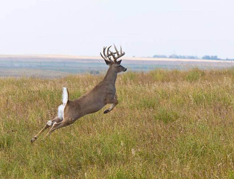 Missouri whitetail buck at Circle S Ranch