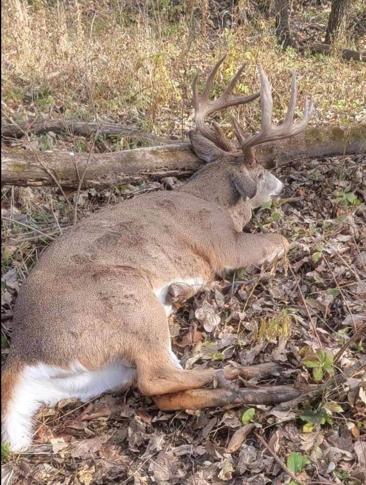 Missouri whitetail buck at Circle S Ranch