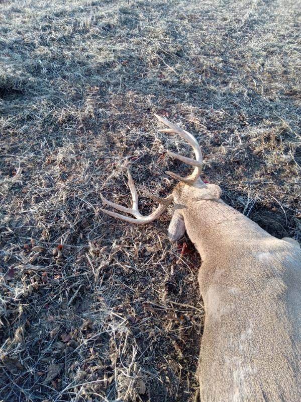 Missouri whitetail buck at Circle S Ranch