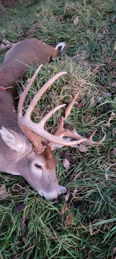 Missouri whitetail buck at Circle S Ranch
