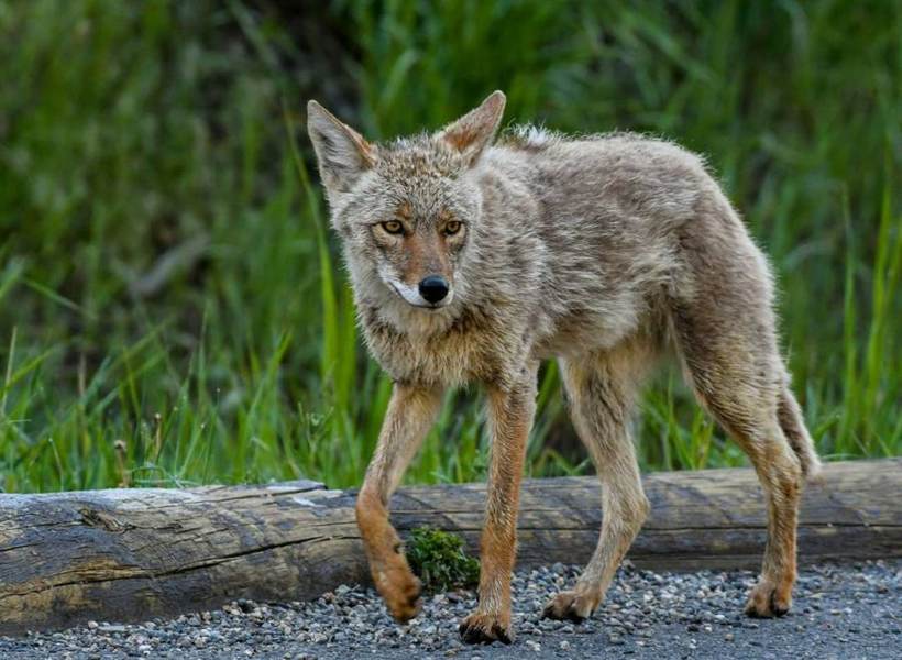 Coyote on the prowl at Circle S Ranch