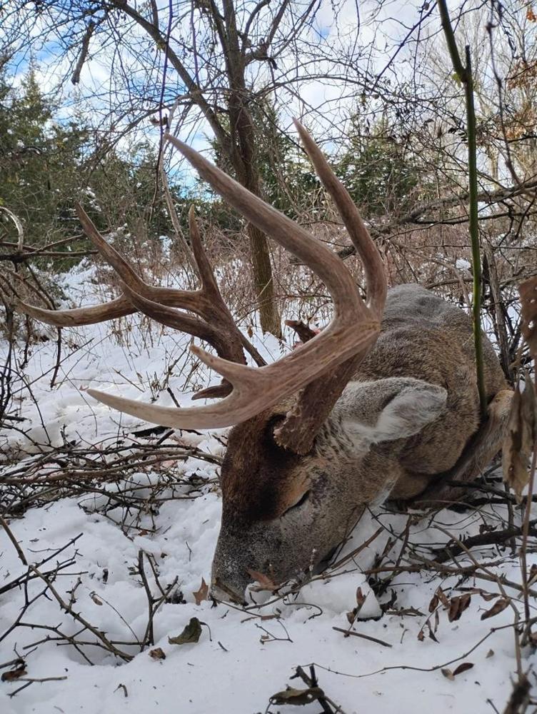 Winter predator habitat at Circle S Ranch