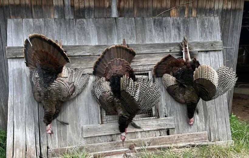 Spring gobblers taken at Circle S Ranch