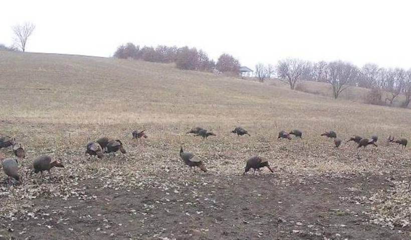 Missouri turkey hunt at Circle S Ranch