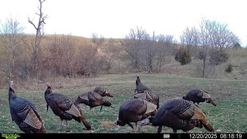 Missouri turkey hunt at Circle S Ranch
