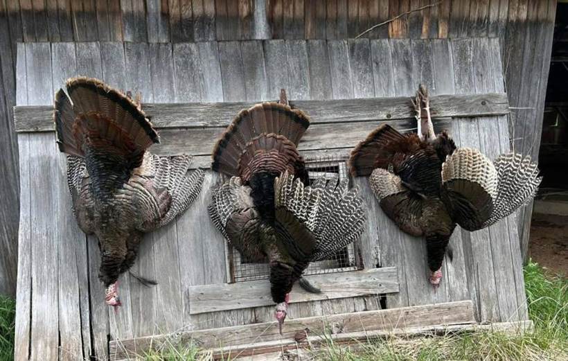 Turkey